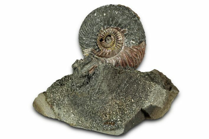Iridescent, Pyritized Ammonite (Quenstedticeras) Fossil Display #335876